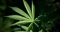Cannabisplantage mit fast 650 Pflanzen in Sachsen-Anhalt entdeckt - zwei Festnahmen