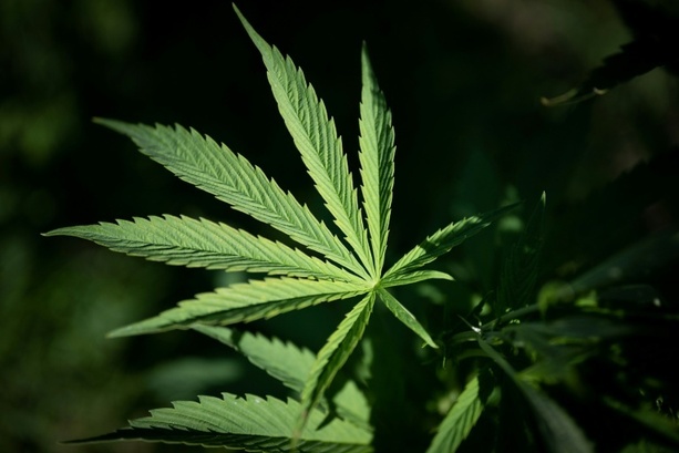 Bild vergr&ouml;&szlig;ern: Cannabisplantage mit fast 650 Pflanzen in Sachsen-Anhalt entdeckt - zwei Festnahmen