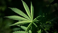 Cannabisplantage mit fast 650 Pflanzen in Sachsen-Anhalt entdeckt - zwei Festnahmen