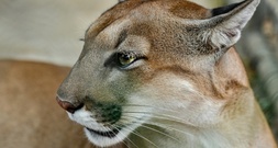 Studie: Mehr Pumas - weniger Verkehrsunfälle mit Rehen