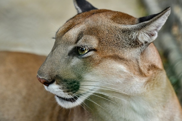 Bild vergr&ouml;&szlig;ern: Studie: Mehr Pumas - weniger Verkehrsunfälle mit Rehen