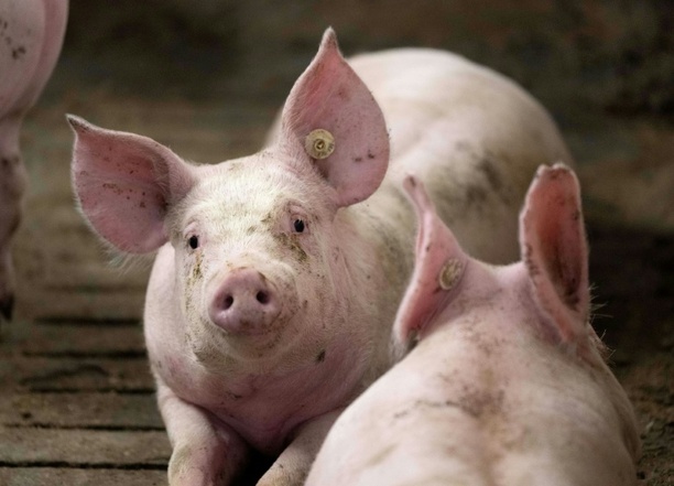 Bild vergr&ouml;&szlig;ern: Mehr als tausend Schweine bei Stallbrand in Bayern verendet