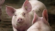 Mehr als tausend Schweine bei Stallbrand in Bayern verendet