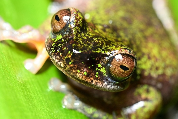 Bild vergr&ouml;&szlig;ern: Winzig und nachtaktiv: Forscher in Costa Rica entdecken neue Froschart in Kaffeeplantagen