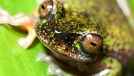 Winzig und nachtaktiv: Forscher in Costa Rica entdecken neue Froschart in Kaffeeplantagen