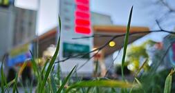 Studie: Nahost-Preisschock trifft vor allem ärmere Haushalte