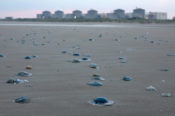 Bild vergr&ouml;&szlig;ern: Quallenplage zwingt EDF in Frankreich zur Abschaltung von drei Akw-Blöcken