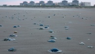 Quallenplage zwingt EDF in Frankreich zur Abschaltung von drei Akw-Blöcken