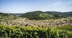Weininstitut: Start der Weinlese in diesem Jahr außergewöhnlich früh
