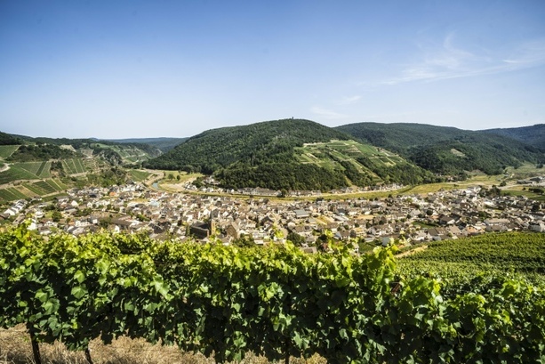 Bild vergr&ouml;&szlig;ern: Weininstitut: Start der Weinlese in diesem Jahr außergewöhnlich früh