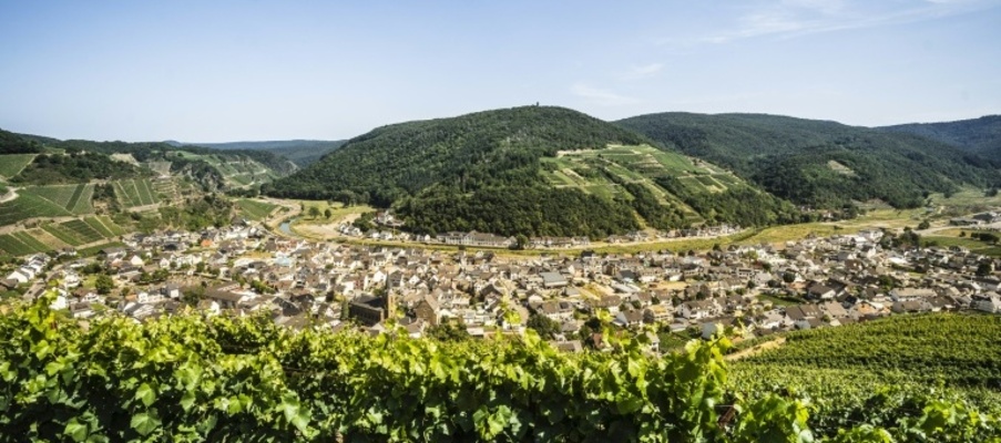 Weininstitut: Start der Weinlese in diesem Jahr außergewöhnlich früh