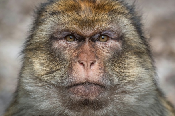 Bild vergr&ouml;&szlig;ern: Entflohener Affe kehrt in Mecklenburg-Vorpommern von allein in Tierpark zurück
