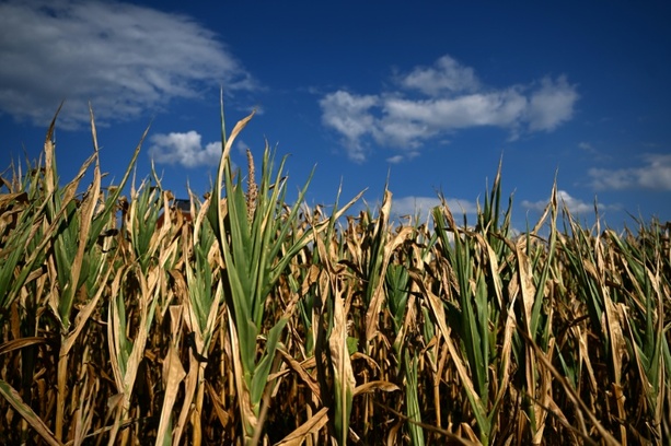 Bild vergr&ouml;&szlig;ern: Bauernverband erwartet Ernteeinbußen - regional Totalausfälle befürchtet