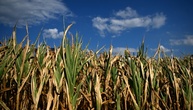 Bauernverband erwartet Ernteeinbußen - regional Totalausfälle befürchtet