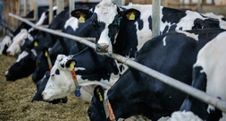 Preise für landwirtschaftliche Erzeugnisse deutlich geringer als im Vorjahr