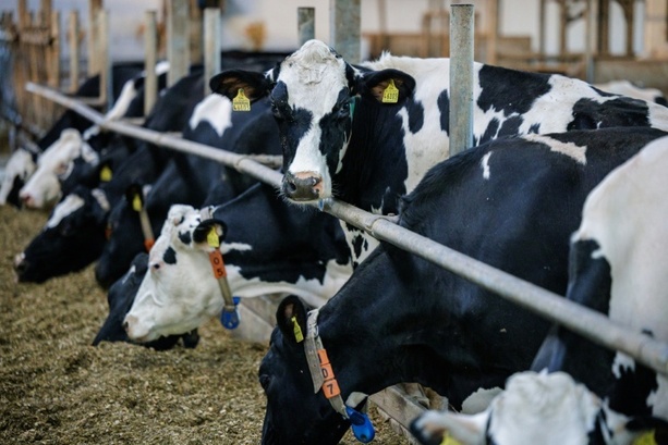 Bild vergr&ouml;&szlig;ern: Preise für landwirtschaftliche Erzeugnisse deutlich geringer als im Vorjahr