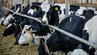 Preise für landwirtschaftliche Erzeugnisse deutlich geringer als im Vorjahr