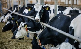 Preise für landwirtschaftliche Erzeugnisse deutlich geringer als im Vorjahr