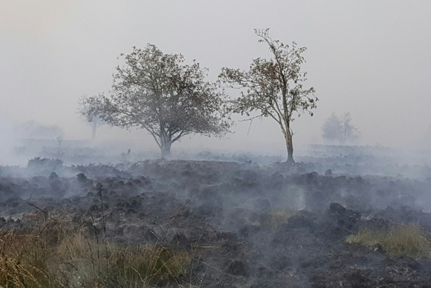 Bild vergr&ouml;&szlig;ern: Waldbrände: SPD nimmt Strafverschärfung für Brandstiftung ins Visier