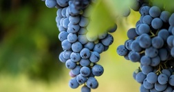Wegen Extrem-Sommers beginnt Weinlese im Elsass früher denn je