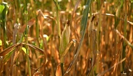 Landwirtschaftsminister Rainer: Lebensmittel werden wegen Dürre nicht sofort teurer
