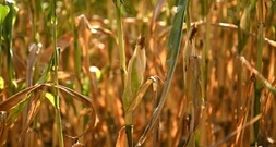 Hitze und Trockenheit: Bauern erwarten leicht unterdurchschnittliche Ernte