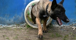 Vorfall mit Polizeihund in Sachsen: Ermittlungen gegen Polizist eingestellt