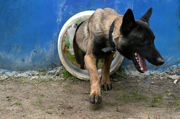 Bild vergr&ouml;&szlig;ern: Vorfall mit Polizeihund in Sachsen: Ermittlungen gegen Polizist eingestellt
