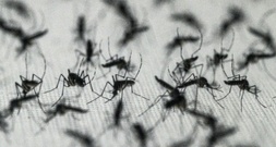 West-Nil-Virus laut EU-Gesundheitsbehörde aus zwölf europäischen Ländern gemeldet