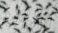 West-Nil-Virus laut EU-Gesundheitsbehörde aus zwölf europäischen Ländern gemeldet