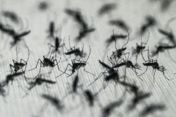 Bild vergr&ouml;&szlig;ern: Nordmazedonien: Schon fünf Tote durch von Mücken übertragenes West-Nil-Virus