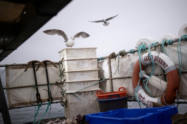 Bild vergr&ouml;&szlig;ern: Fangverbot für Hering: EU will Ausnahme für Ostsee-Küstenfischer aufheben