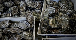Polizei in Australien sucht Austernbdiebe - Muscheln im Wert von mehr als 200.00 Euro gestohlen