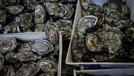 Polizei in Australien sucht Austernbdiebe - Muscheln im Wert von mehr als 200.00 Euro gestohlen
