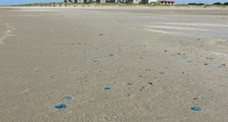 Quallenplage in Frankreich führt erneut zu Atomreaktor-Abschaltung