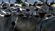 EU setzt Fleischimporte aus Brasilien wegen Antibiotika-Regeln aus