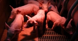 Stallbrand in Niedersachsen: 120 Schweine verenden
