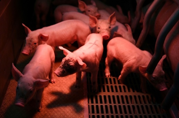 Bild vergr&ouml;&szlig;ern: Stallbrand in Niedersachsen: 120 Schweine verenden