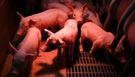 Stallbrand in Niedersachsen: 120 Schweine verenden
