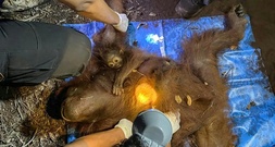 Orang-Utan-Mutter mit Jungtier von Baum in Waldbrandgebiet in Indonesien gerettet