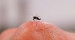 Flugverbot für Tigermücken: Französischer Bürgermeister greift durch