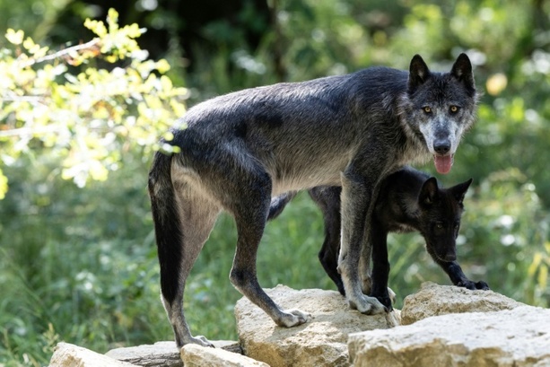 Bild vergr&ouml;&szlig;ern: Mehr als 60 Schafe bei großem Wolfsangriff in Frankreich getötet