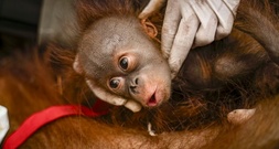 Sechs Orang-Utans vor Waldbränden in Indonesien gerettet