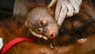 Sechs Orang-Utans vor Waldbränden in Indonesien gerettet