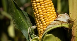 Extremsommer lässt in Frankreich heftige Ernteeinbußen befürchten
