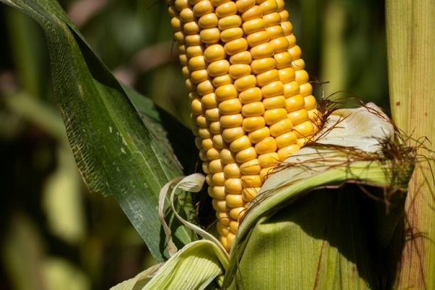 Bild vergr&ouml;&szlig;ern: Extremsommer lässt in Frankreich heftige Ernteeinbußen befürchten