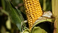 Extremsommer lässt in Frankreich heftige Ernteeinbußen befürchten