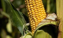 Extremsommer lässt in Frankreich heftige Ernteeinbußen befürchten