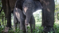 Bedrohte Sumatra-Elefanten wegen Waldbränden in Indonesien noch stärker gefährdet