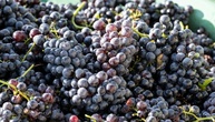 Aus Rotweinfass verschwunden: Unbekannte stehlen tausende Liter Maische von Weingut